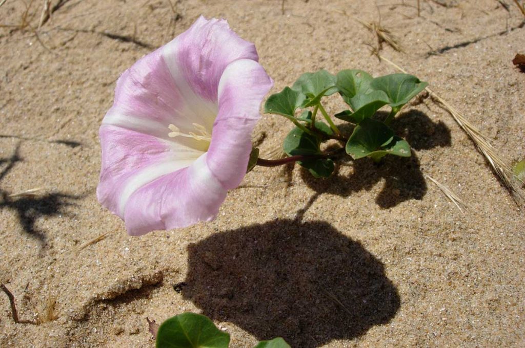 Flore d'Oléron, Liseron des dunes.