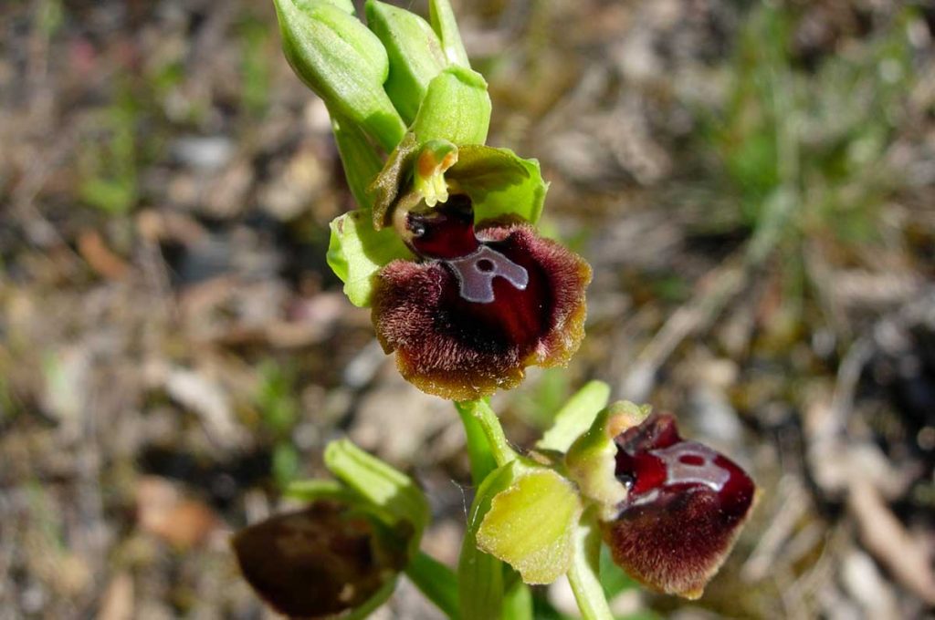 Flore d'Oléron, Ophrys de la passion