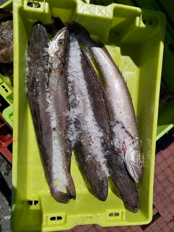 Vente directe de poissons sur Oléron : merlus