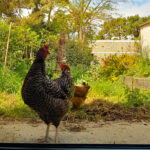 Maison éco-paysanne. Une aire de jeux pour nos poules