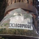 Ecopiège chenilles pocessionnaires